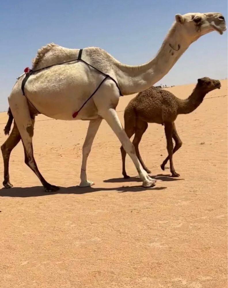 camel - 1
