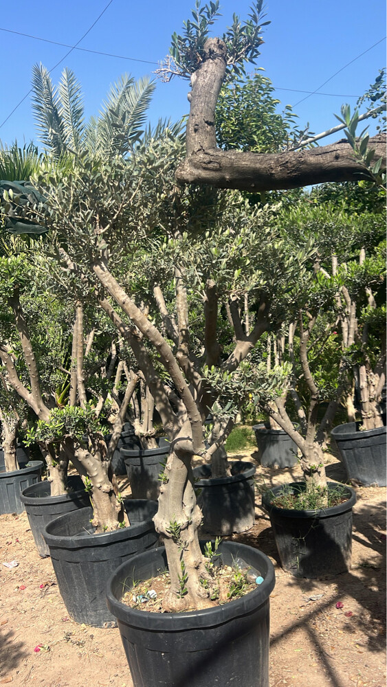 أشجار الزيتون - 5