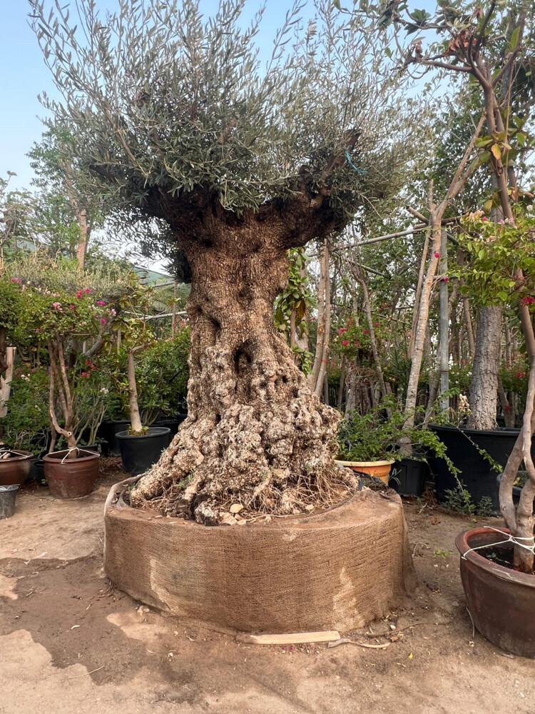 أشجار الزيتون - 7
