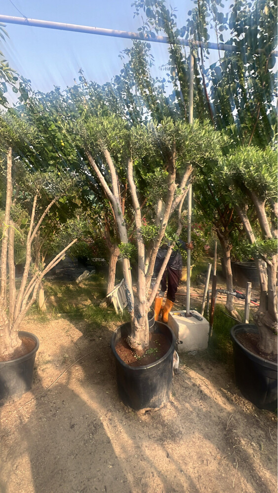 أشجار الزيتون - 2