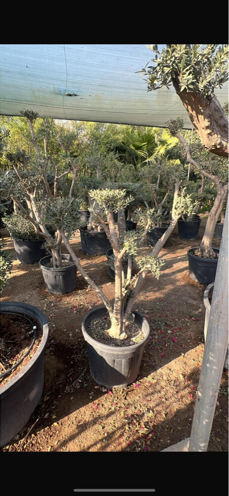 أشجار الزيتون - 8