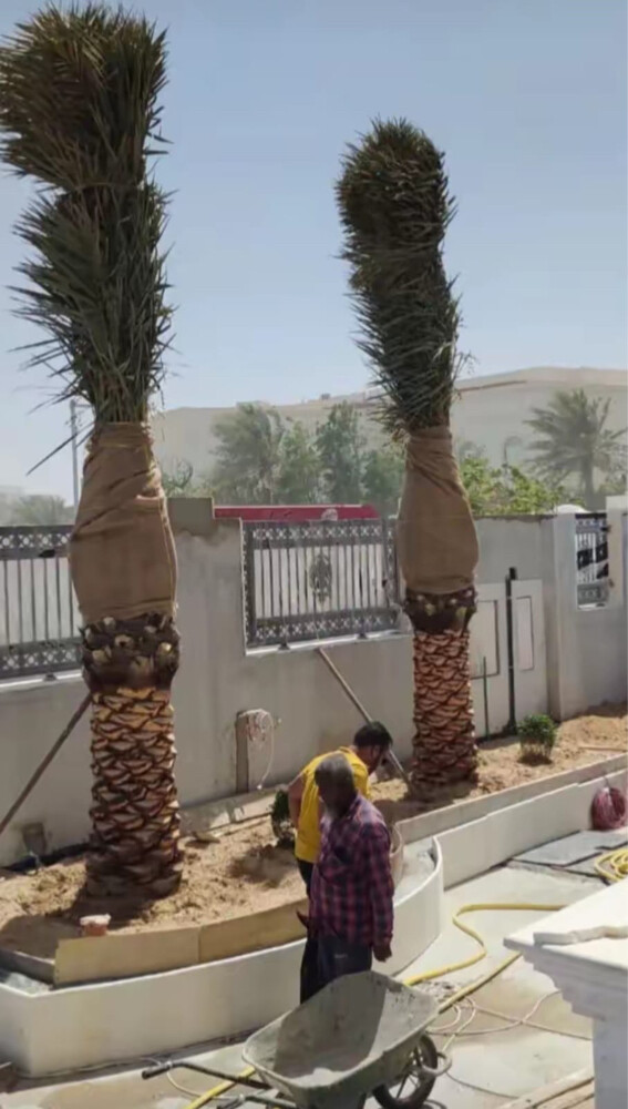 زراعة الحدائق المنزلية  - 3