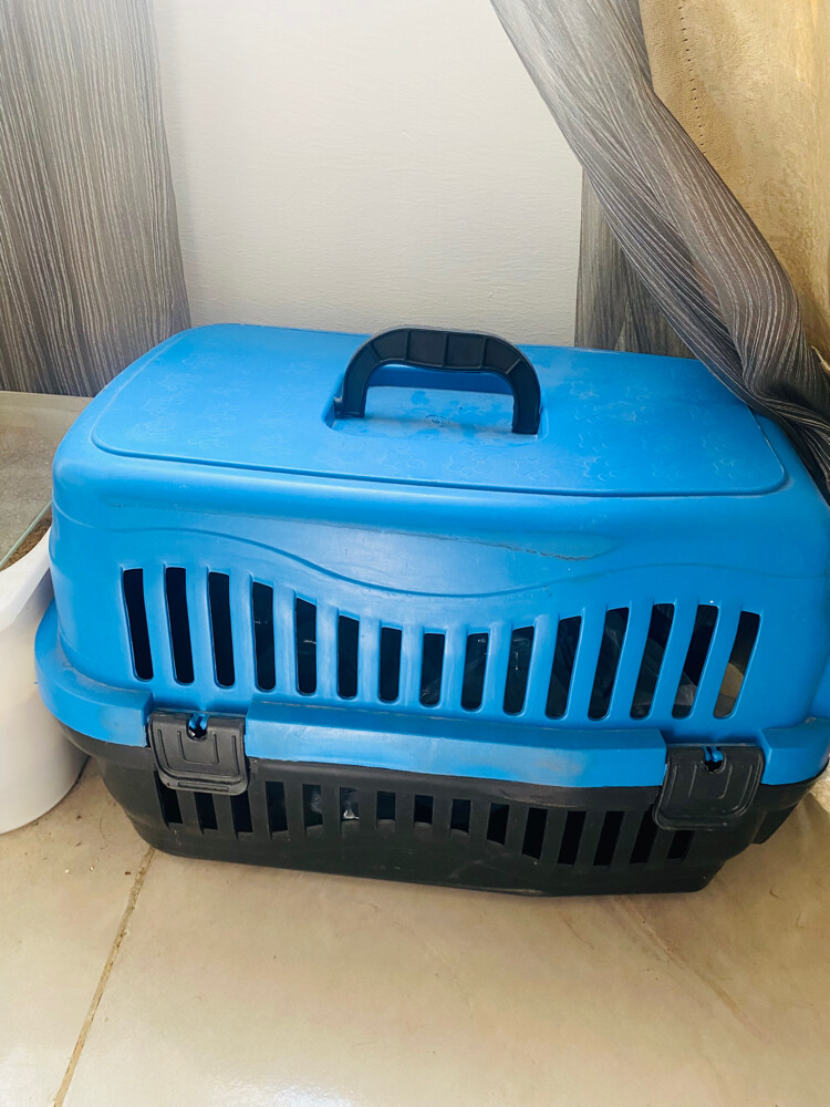 kitten travel carrier - 1