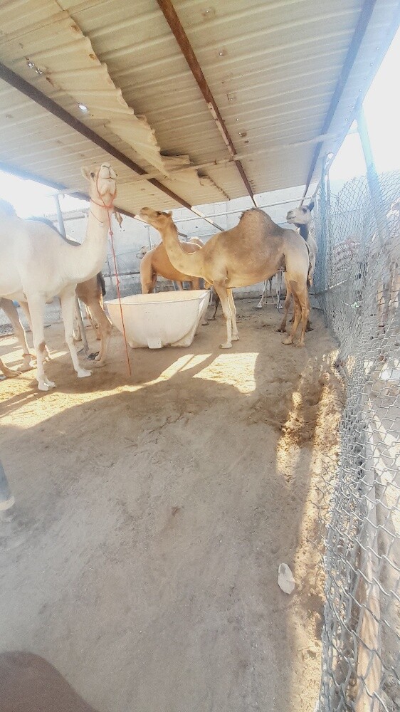 للبيع عشاير سليمت البروسلا - 2