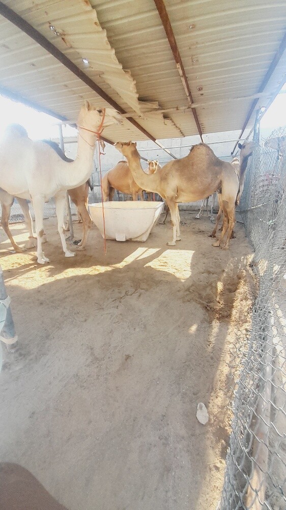 للبيع عشاير سليمت البروسلا - 1