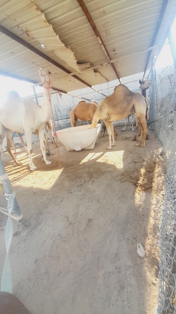 للبيع عشاير سليمت البروسلا - 3