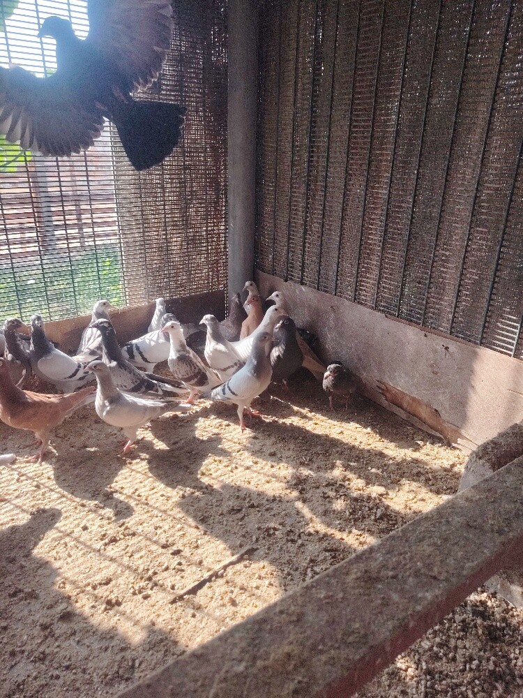 Jhajel baby pigeons For sale - 2