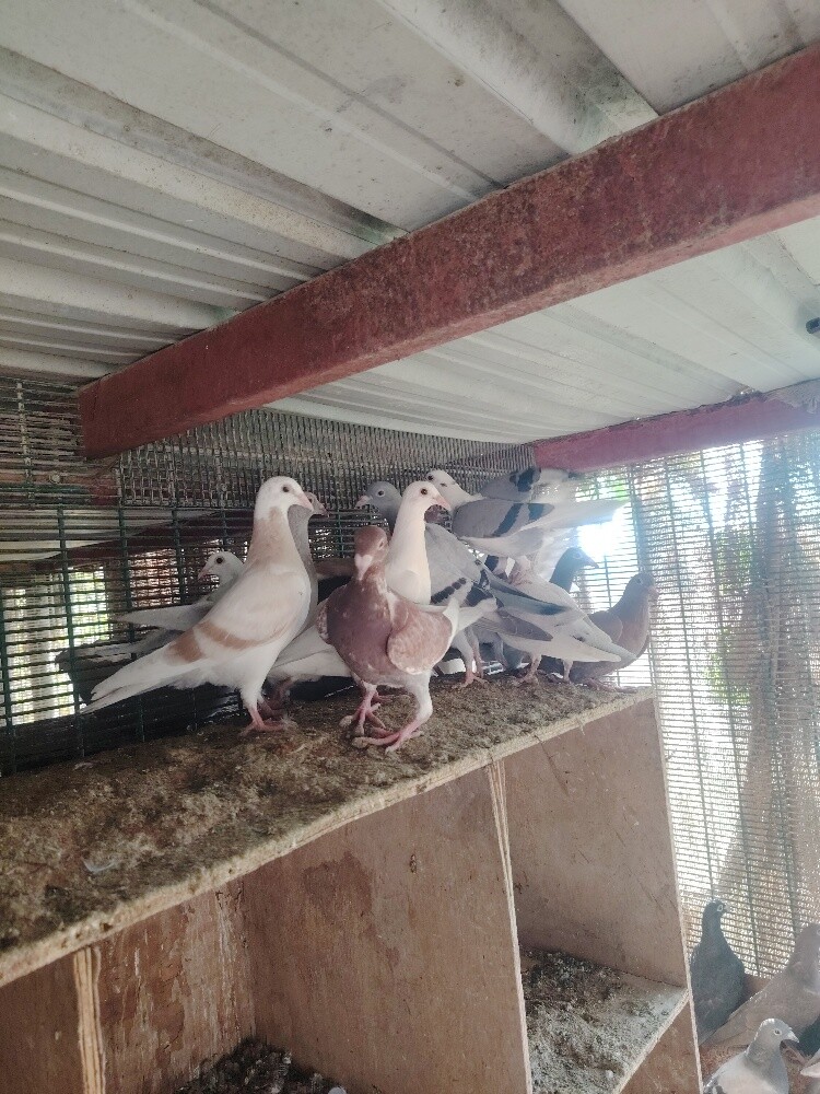 Jhajel baby pigeons For sale - 1