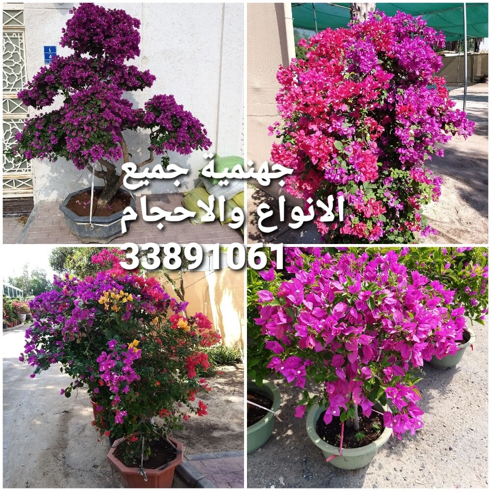 تصميم وانشاء وزراعة الحدائق - 5