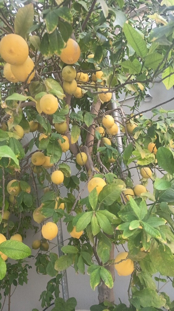 مهندس زراعي - 2