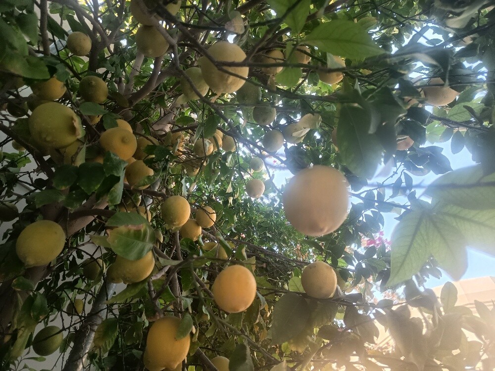 مهندس زراعي - 1
