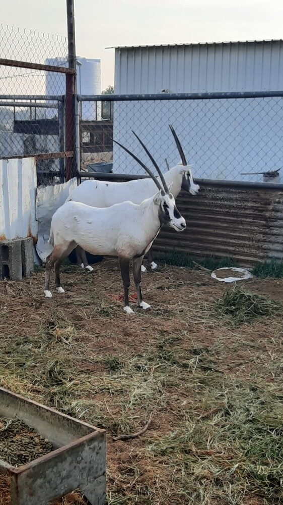 جزار - 1