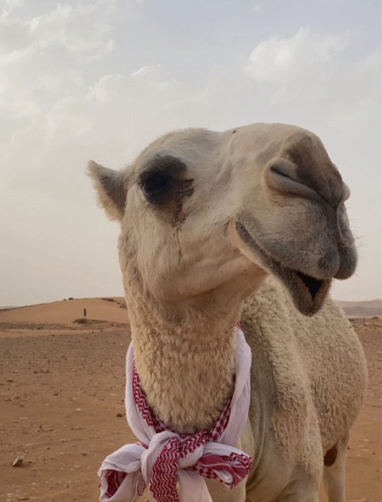 مطلوب راعي أبل سوداني - 1