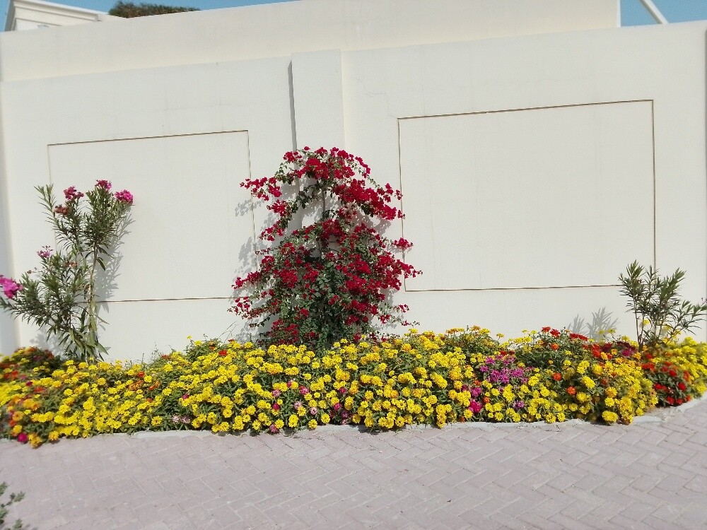 Ali Al Baloshi - 7
