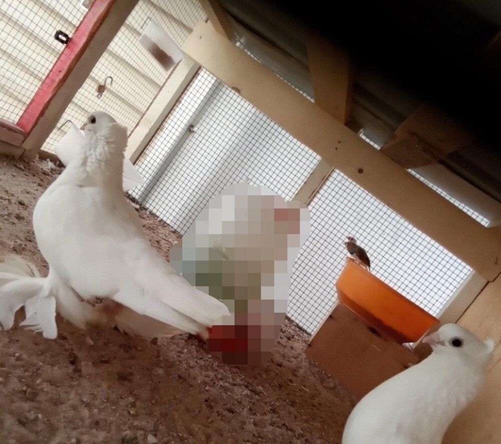 حمام صفاقي الاحسن في السوق - 2