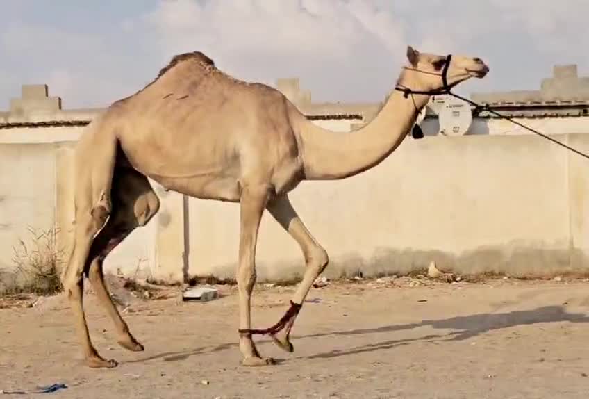 نتشتري جميع انواع الحلال و يوجد - 1
