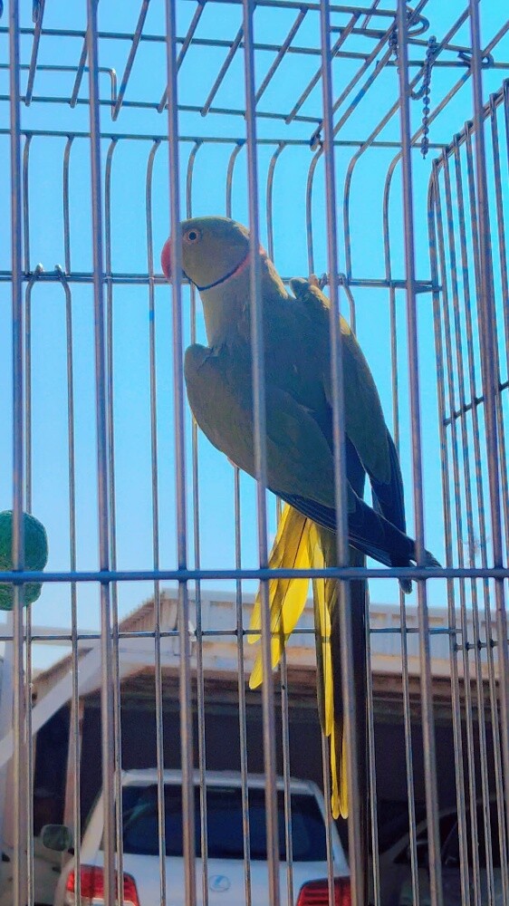 Olive male ringneck parrot - 1