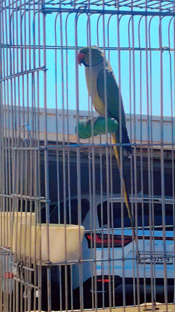 Olive male ringneck parrot - 2