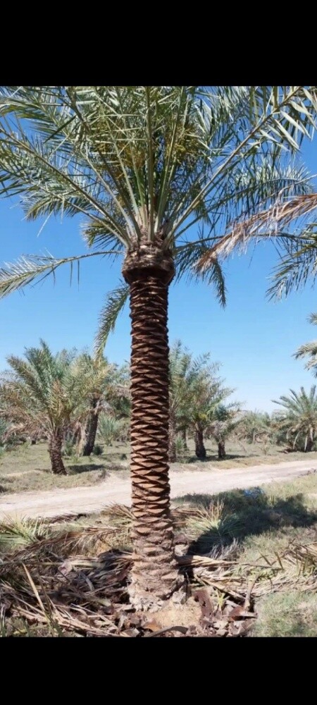 توريد وتنظيف جميع انواع النخل - 4