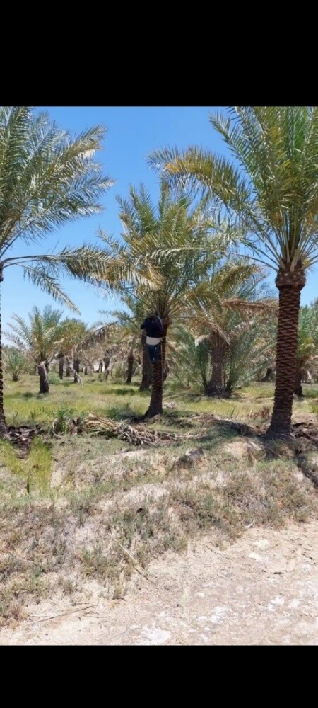 توريد وتنظيف جميع انواع النخل - 5