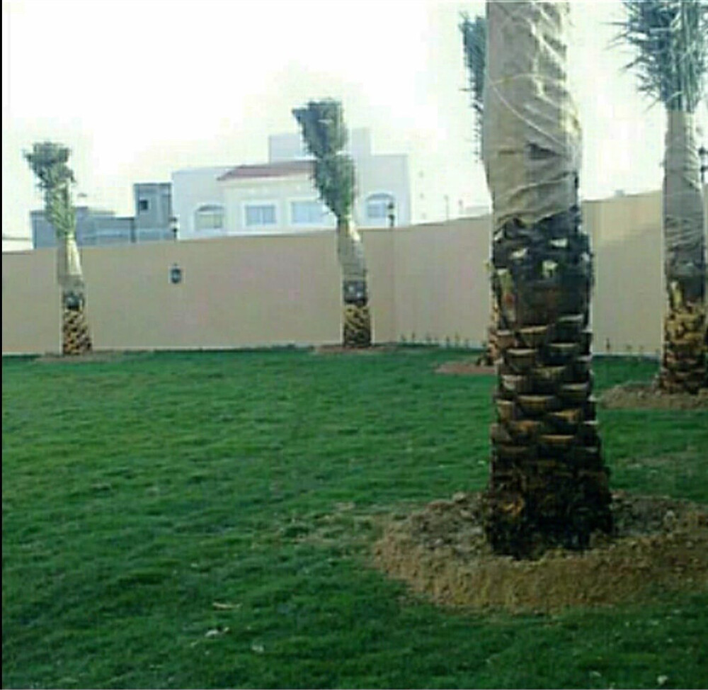 مزراع وتنسيق حدائق  - 22