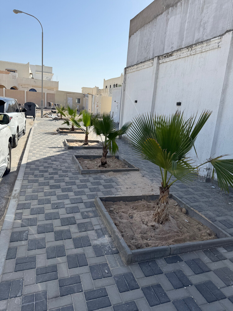 نخل وشنتني زينه ونخل مثمر للبيع - 4
