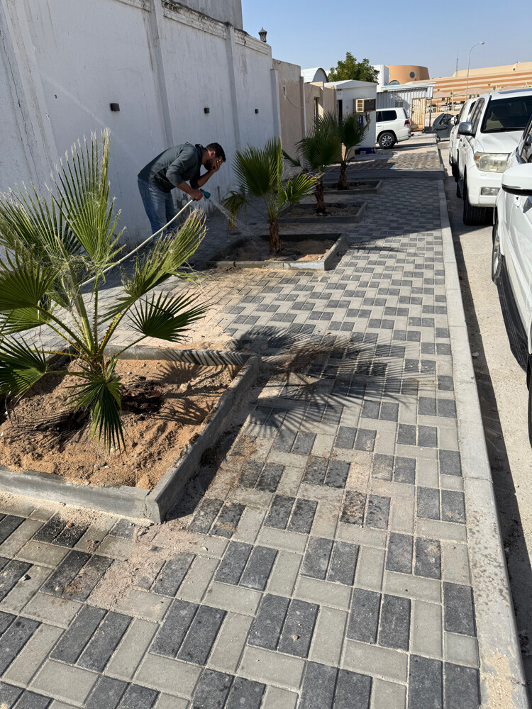 نخل وشنتني زينه ونخل مثمر للبيع - 8