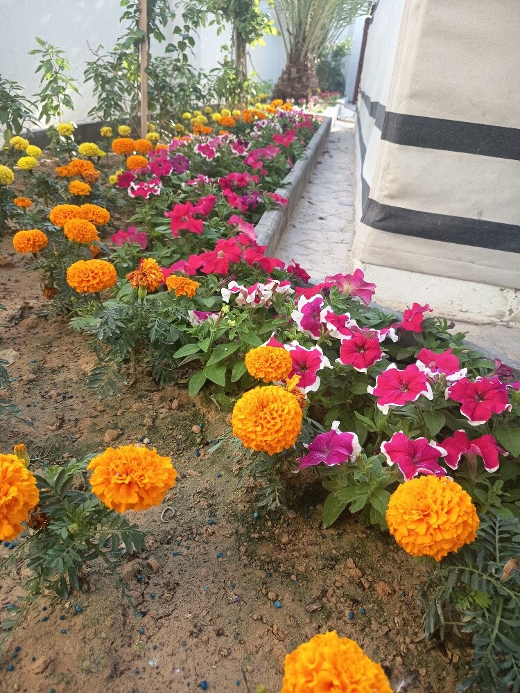 مهندس زراعي - 6
