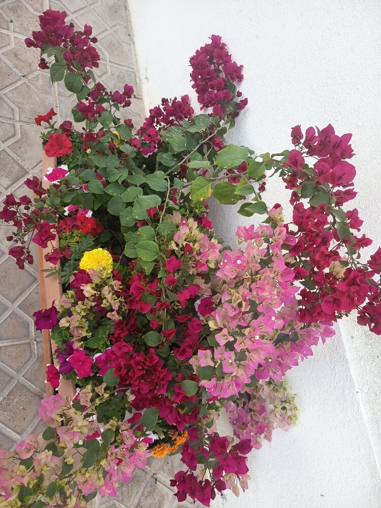 مهندس زراعي - 2