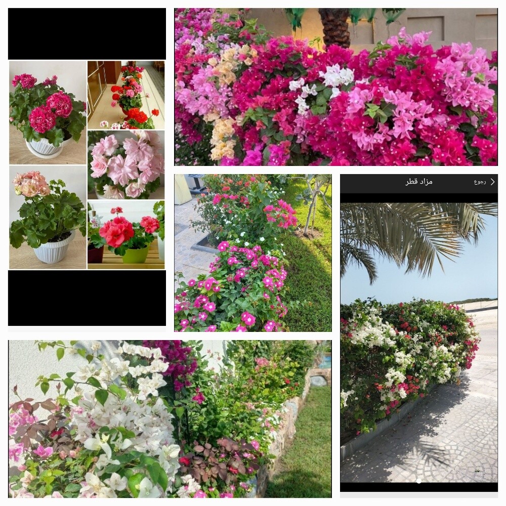 مزارع زراعة وصيانه وترتيب الحدائق - 1