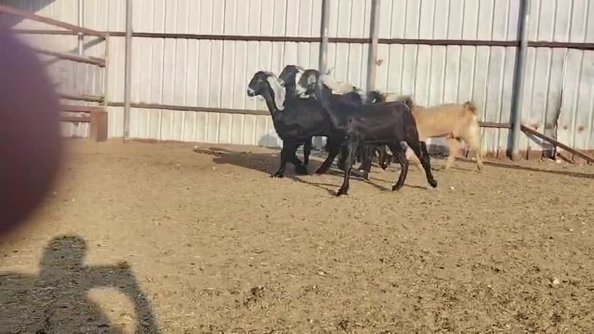 عوارض طيبه - 3