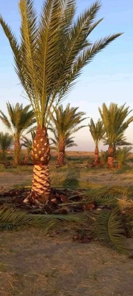 توريد وتركيب جميع انواع النخل - 3