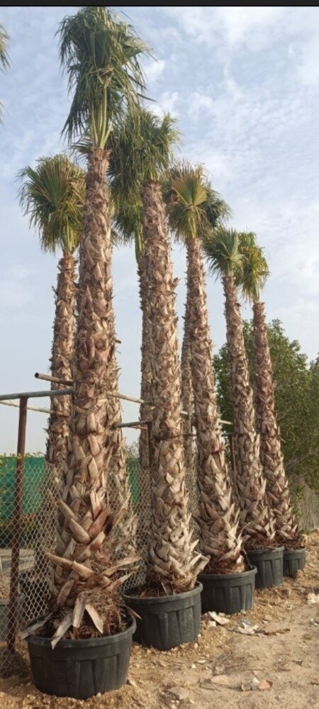 نقوم بتوريد وزراعة الوشنطنيا - 6