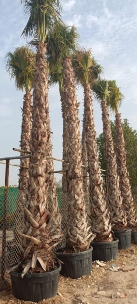 نقوم بتوريد وزراعة الوشنطنيا - 7