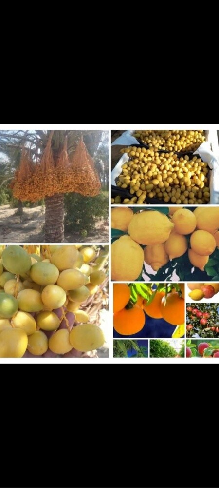 مزارع عمل كافه أعمال الزراعه وتنس - 1
