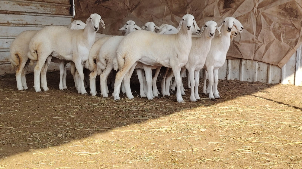 مطلوب جميع أنواع الحلال ماعز شويه - 1