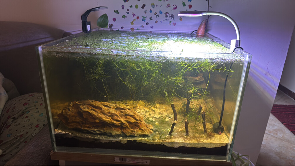beach theme planted aquarium - 1