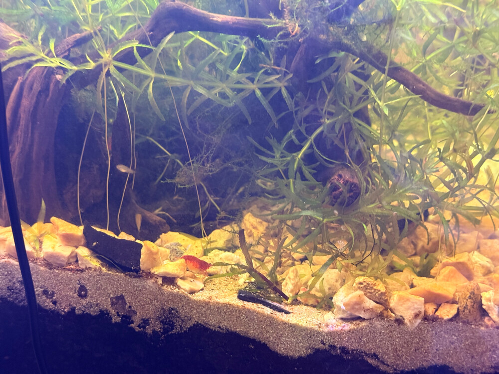 beach theme planted aquarium - 3