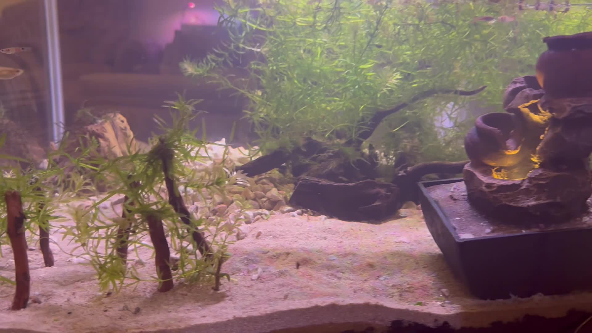 beach theme planted aquarium - 5