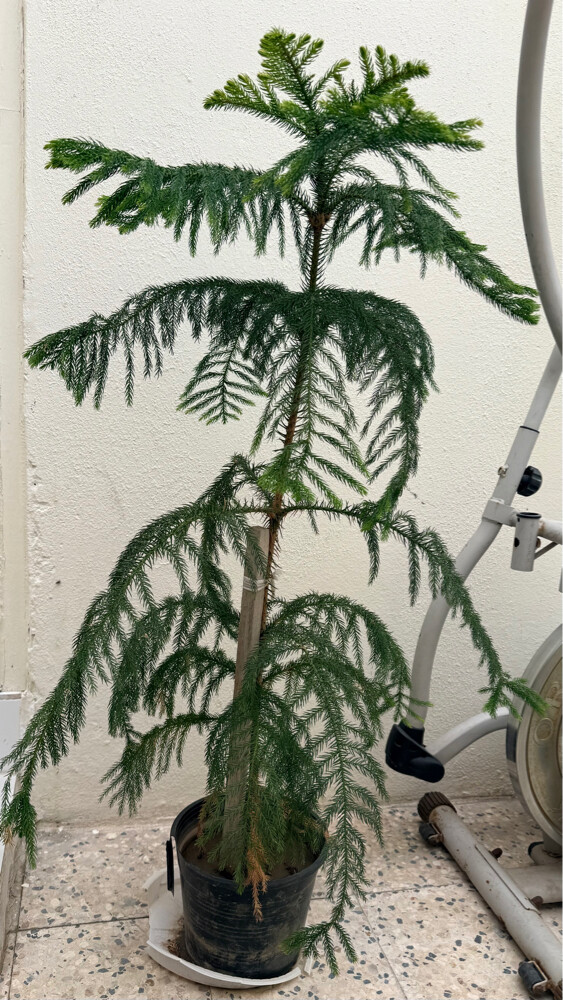 2 TALL HEALTHY DECORATIVE PLANTS - 2