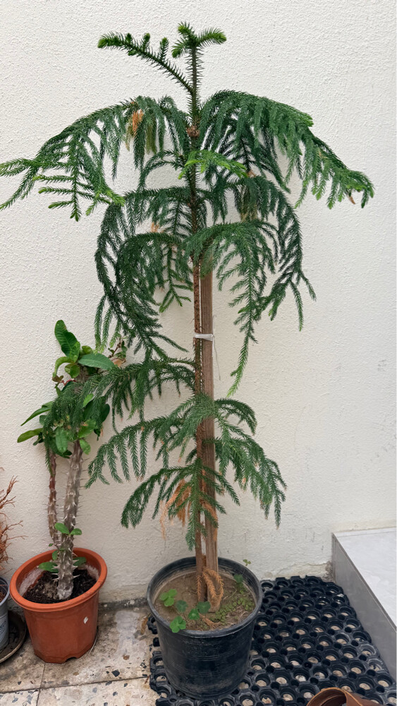 2 TALL HEALTHY DECORATIVE PLANTS - 1