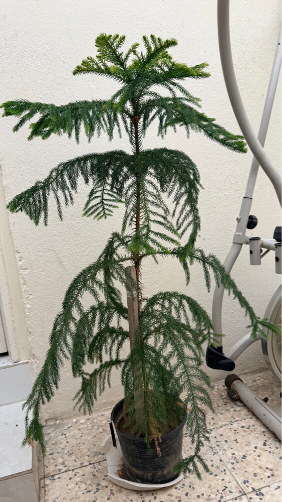 2 TALL HEALTHY DECORATIVE PLANTS - 3