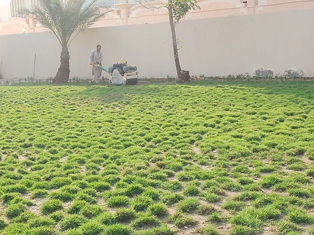 توريد جميع الاشجار الزينة المثمرة - 12