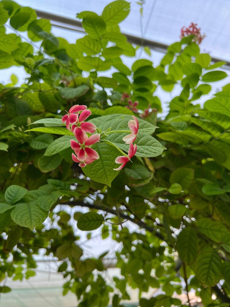 توريد جميع الاشجار الزينة المثمرة - 16