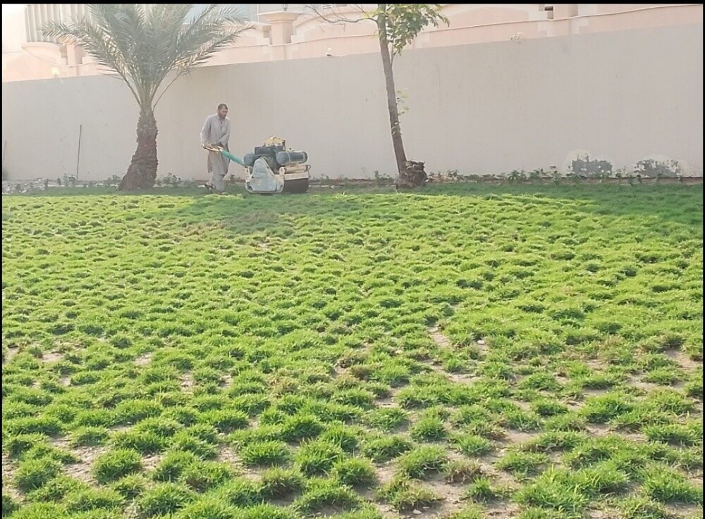 زراعه العشب الطبيعي - 2