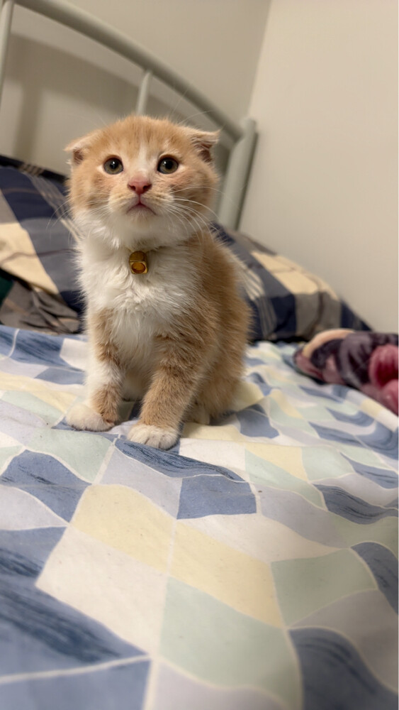 scottish fold kitten pure - 7