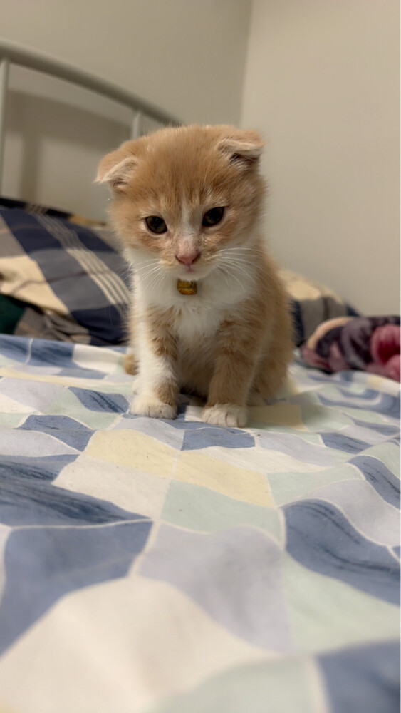 scottish fold kitten pure - 2