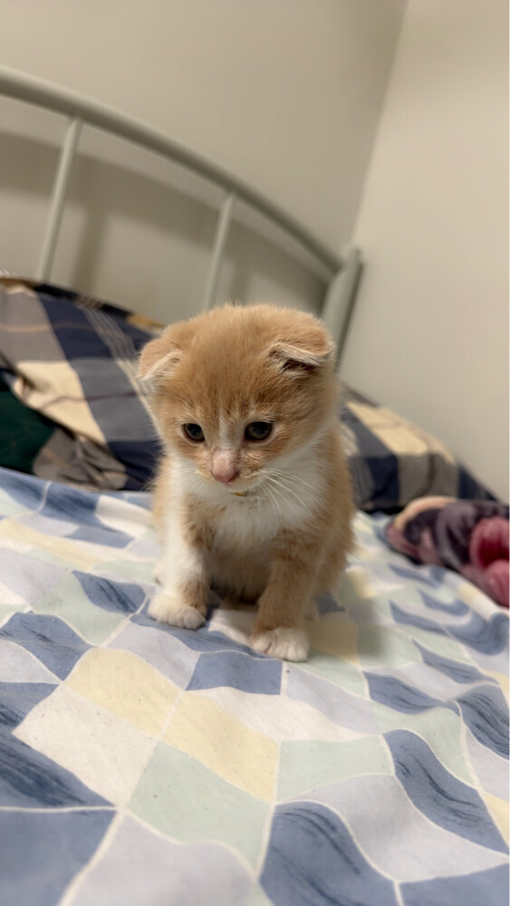 scottish fold kitten pure - 4