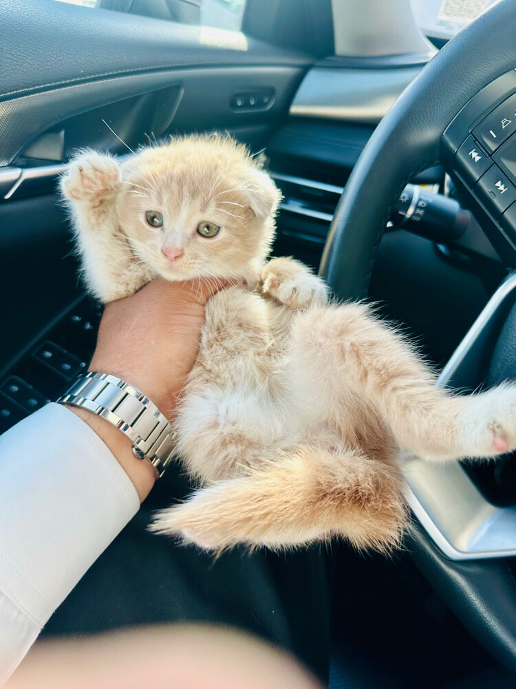 scottish fold kitten pure - 8