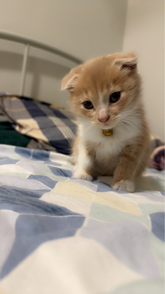 scottish fold kitten pure - 5